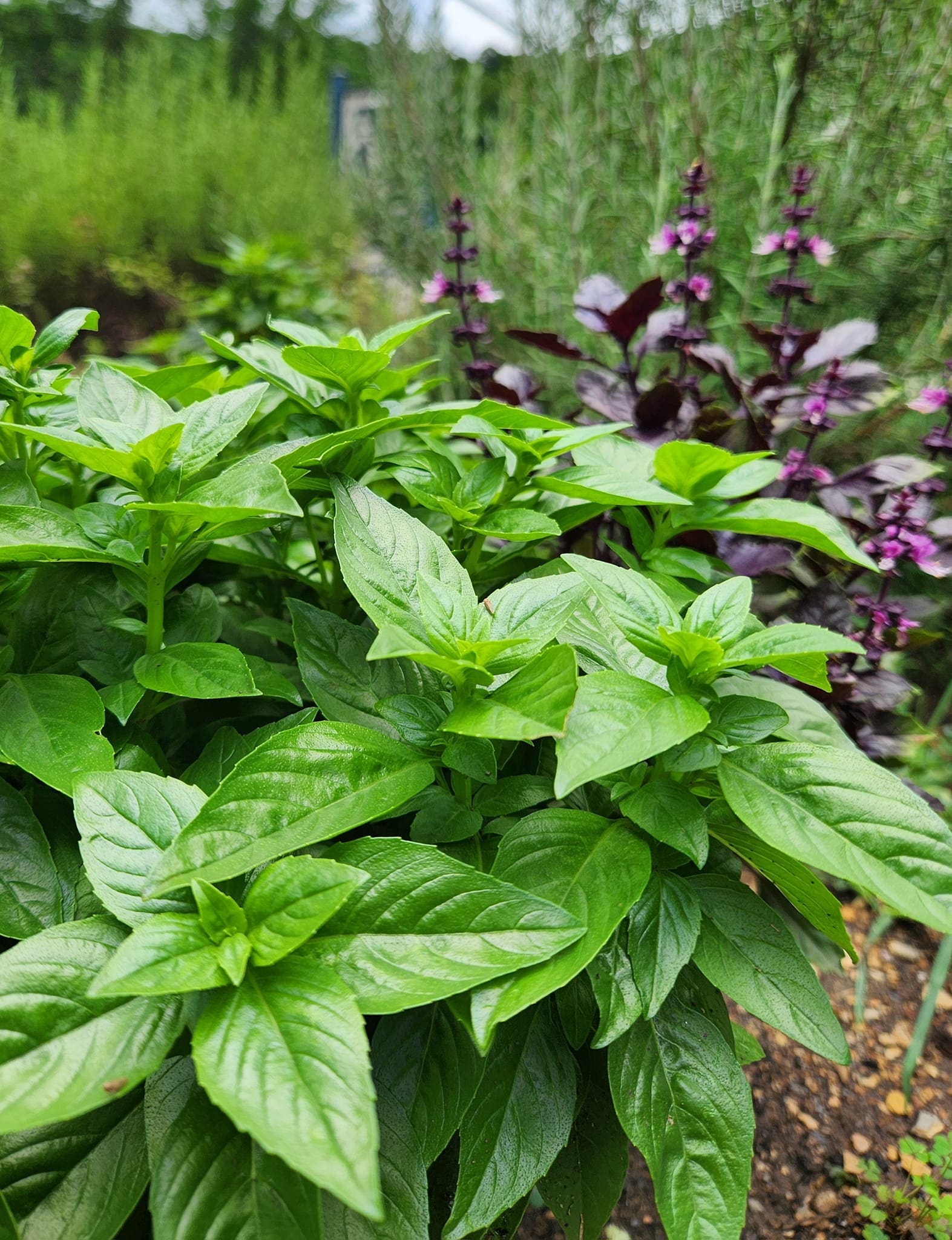 Lot 12 Public House Herb Garden Basil